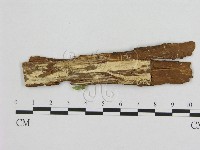 藏品(銳孔菌屬)的圖片