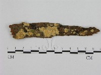 藏品(銳孔菌屬)的圖片