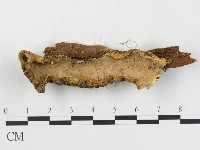 藏品(硬孔菌屬)的圖片