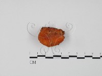 藏品(血紅密孔菌)的圖片