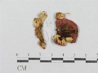 藏品(紅菇屬)的圖片