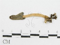 藏品(鬼傘屬)的圖片