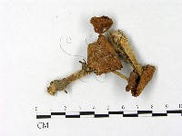 藏品(微皮傘屬)的圖片