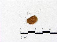 藏品(微皮傘屬)的圖片