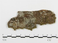 藏品(阿太菌屬)的圖片