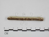 藏品(叉絲革菌屬)的圖片