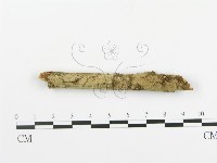 藏品(串擔革菌屬)的圖片