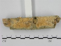 藏品(銳孔菌屬)的圖片