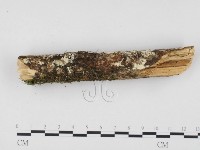 藏品(冇骨消絲齒菌)的圖片