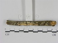 藏品(冇骨消絲齒菌)的圖片