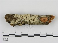 藏品(剛毛絲皮菌)的圖片