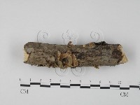 藏品(雲芝)的圖片