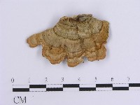 藏品(韌革菌屬)的圖片