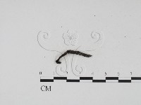 藏品(炭角菌屬)的圖片