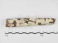 藏品(冇骨消絲齒菌)的圖片