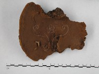 藏品(木層孔菌屬)的圖片