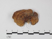 藏品(相鄰小孔菌)的圖片