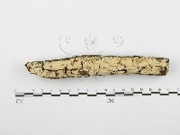 藏品(齒耳菌屬)的圖片