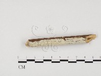 藏品(冇骨消絲齒菌)的圖片