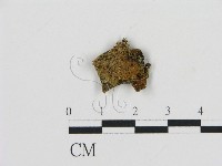 藏品(齒菌屬)的圖片