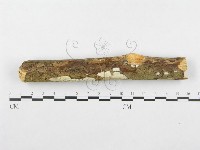 藏品()的圖片