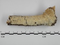 藏品(粗糙孢菌屬)的圖片