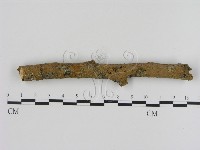 藏品(刺革菌屬)的圖片