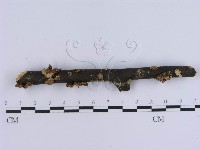 藏品(蠔韌革菌)的圖片