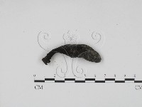 藏品(炭角菌屬)的圖片