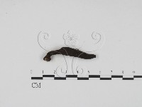 藏品(炭角菌屬)的圖片