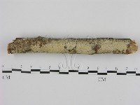 藏品(剛毛絲皮菌)的圖片