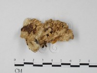 藏品(栓菌屬)的圖片