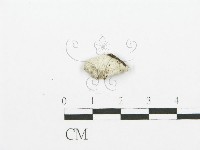 藏品(裂褶菌)的圖片