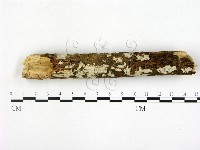 藏品(刺皮菌屬)的圖片