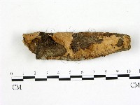 藏品(刺皮菌屬)的圖片