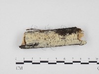 藏品(冇骨消絲齒菌)的圖片