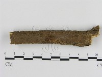 藏品(刺革菌屬)的圖片