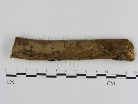 藏品(刺革菌屬)的圖片