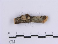 藏品(韌革菌屬)的圖片