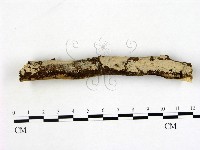 藏品(刺皮菌屬)的圖片