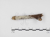 藏品(冇骨消絲齒菌)的圖片