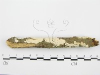 藏品()的圖片