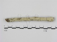 藏品(剛毛絲皮菌)的圖片