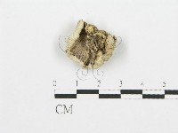 藏品(裂褶菌)的圖片