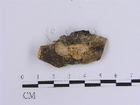 藏品(韌革菌屬)的圖片