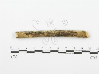 藏品(齒耳菌屬)的圖片