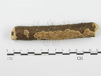 藏品(齒耳菌屬)的圖片