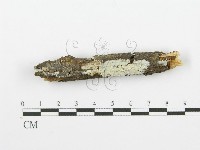 藏品(齒耳菌屬)的圖片