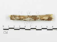 藏品(齒耳菌屬)的圖片