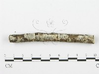 藏品(齒耳菌屬)的圖片